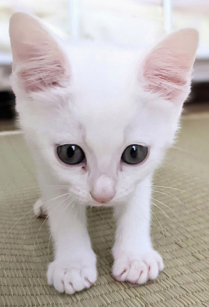 白猫イメージ