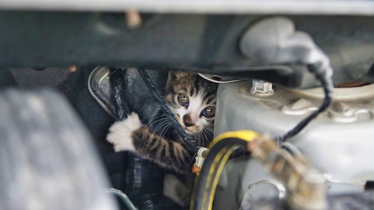エンジンルームの猫（イメージ）