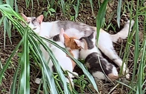 ノミダニだらけの河川敷で子育てする母子