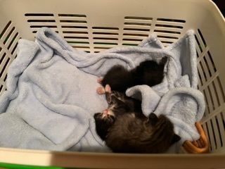 米袋に入れて、林に捨てられていた子猫を保護