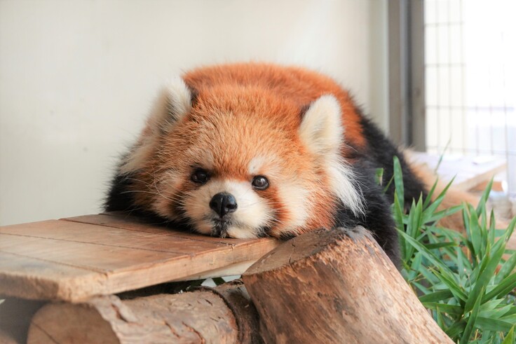 バク通信　世界バクの日（world tapir day）！の写真