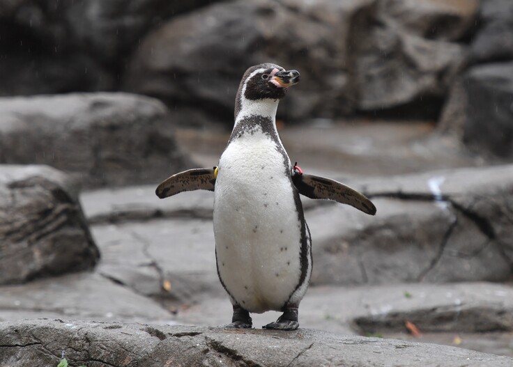 フンボルトペンギンさんのご専用です - www.flexio.cz