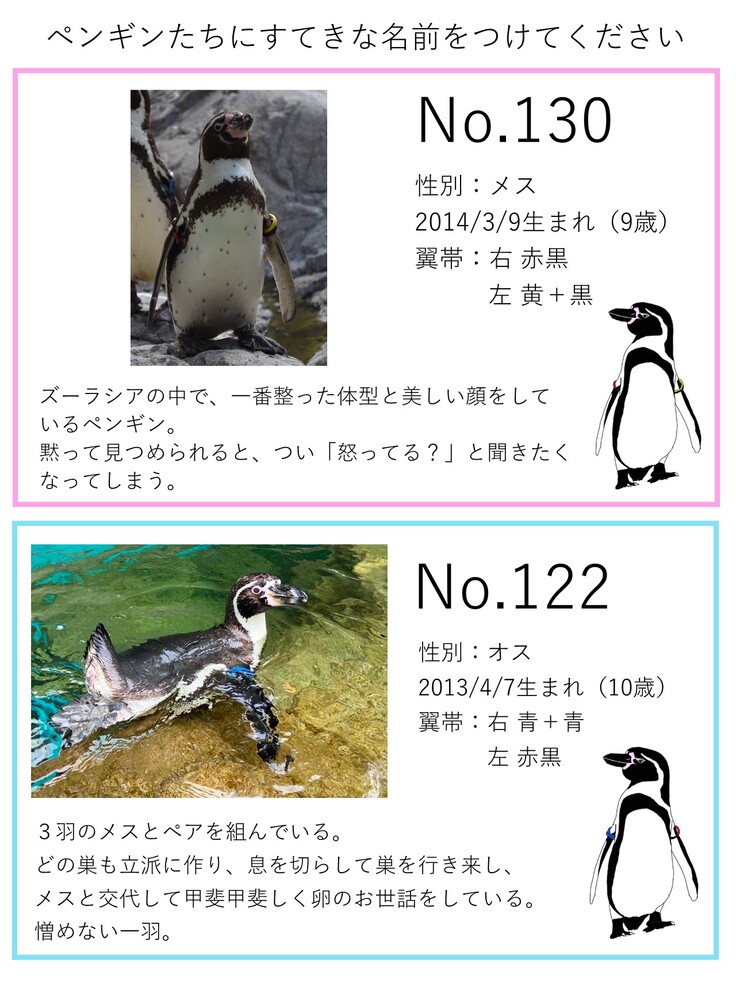 おすすめリターン紹介⑯ フンボルトペンギン命名権 ズーラシア｜動物が