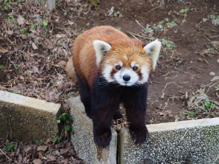 千葉市動物公園のレッサーパンダ紹介！【メイタ編】 風太20th記念