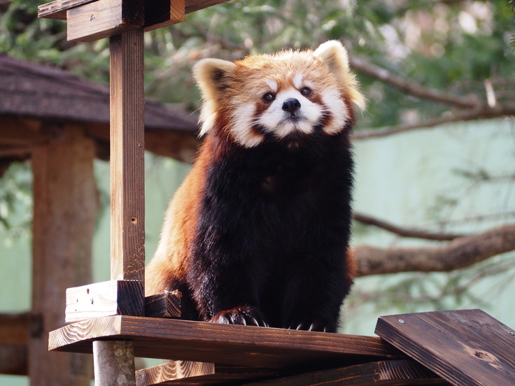 千葉市動物公園のレッサーパンダ紹介！【ゆう編】 風太20th記念