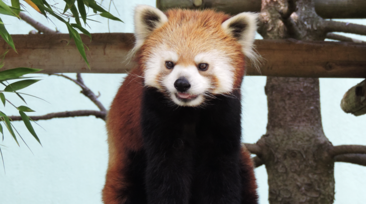 千葉市動物公園のレッサーパンダ紹介！【タイヨウ編】 風太20th記念