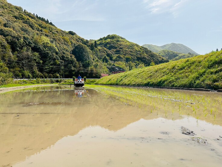 田んぼの様子