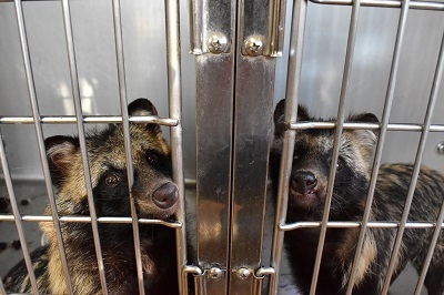 左 後肢欠損のポン　右　弱視のヘレン.JPG