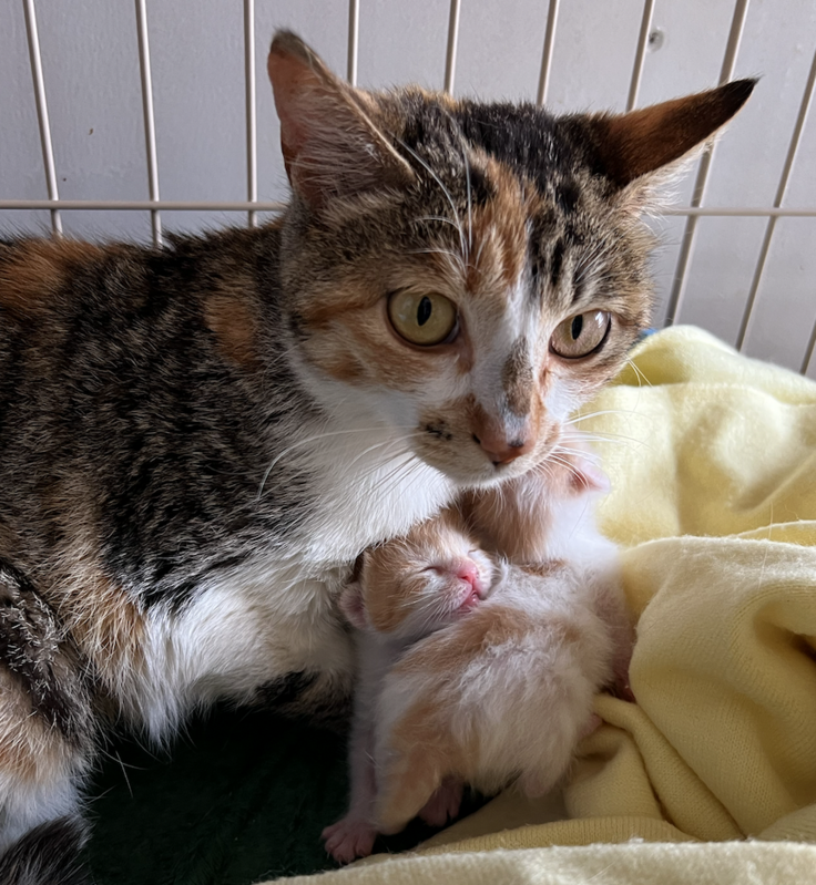 スクリーンショット 2023-07-10 9.59.30.png