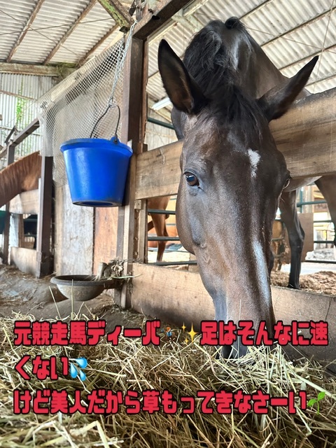 ツンデレ元競走馬ディーバ