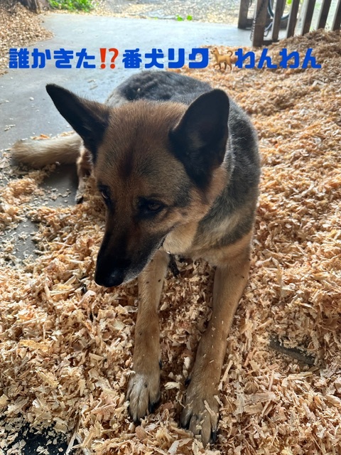 怖がり番犬リクさん