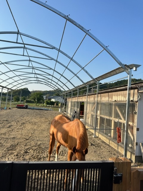 骨組みとおばぁエリス