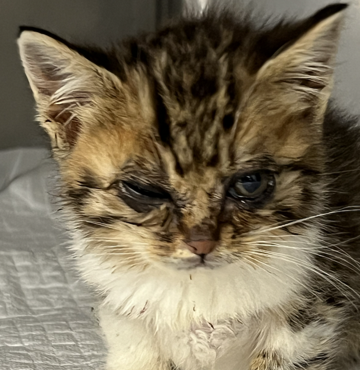 スクリーンショット 2023-07-13 14.54.47.png