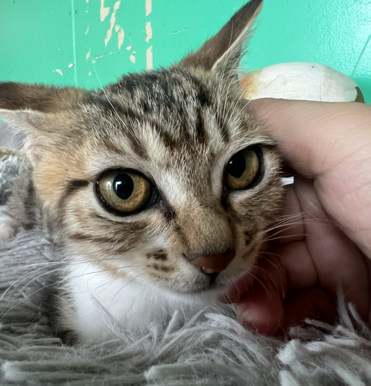 スクリーンショット 2023-07-13 14.55.16.png