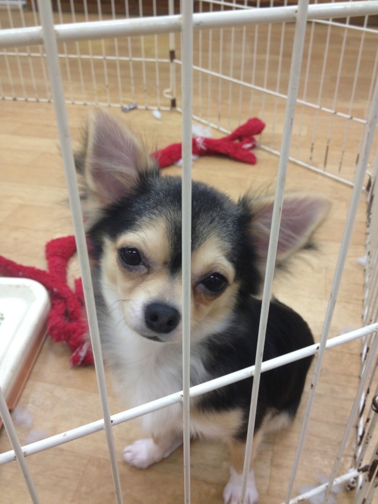 ペットショップ