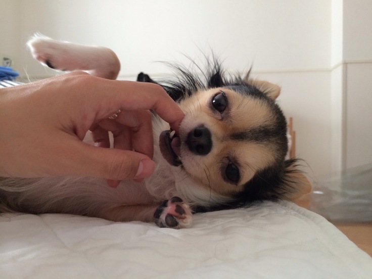 飼い始めたころの写真