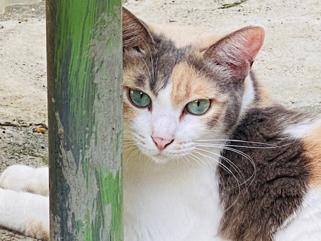 緑目の三毛猫さん。 物価高騰で存続の危機！猫達の命を守る為に 