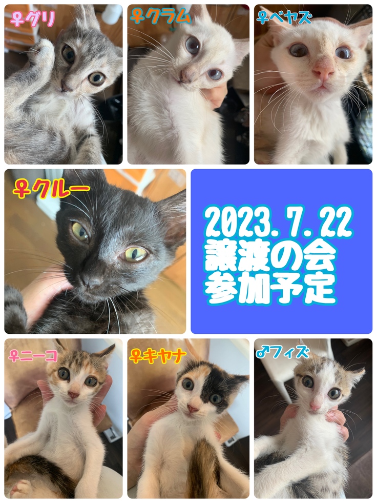 久米島の猫たちもちょこっと参加！譲渡会を開催しました！ エイズが