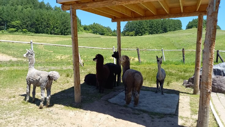 日よけの下で休むオスパカたち
