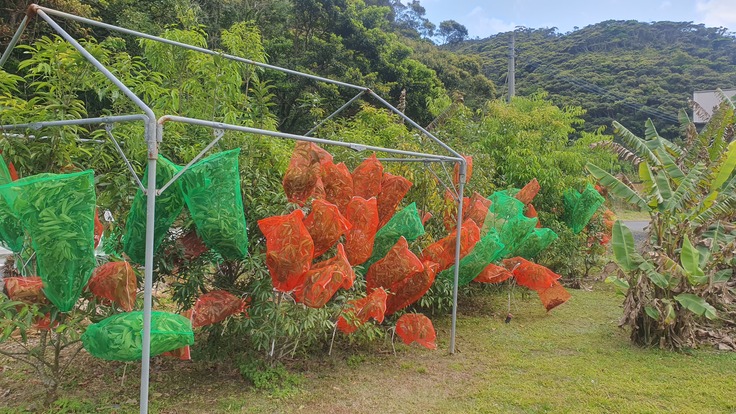 卵を付けたアラカシの枝にネットを被せて保護