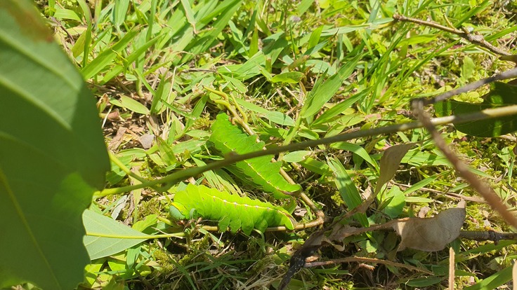 アマミヤマの幼虫