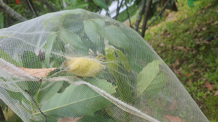 ネット内にできた繭