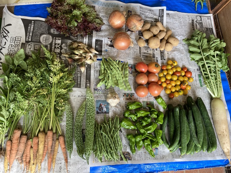 お野菜お任せセットとして、宅配便で送ります。