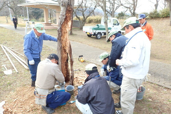 樹木医による桜の治療