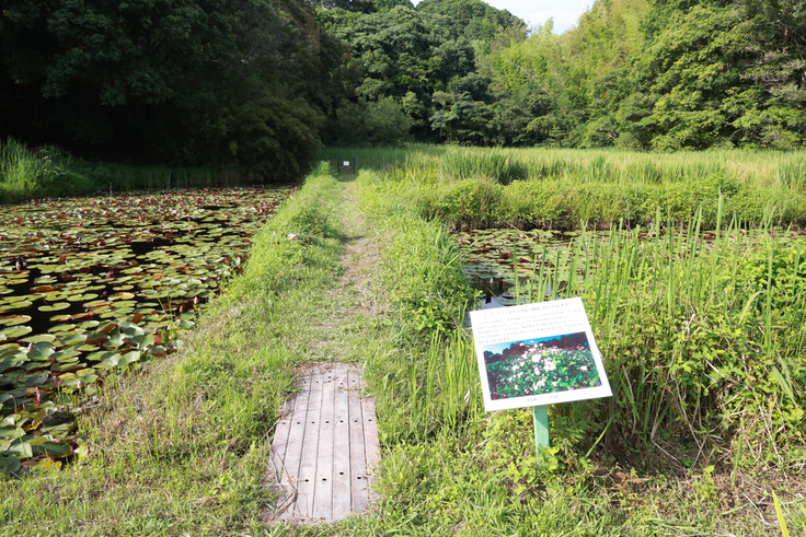IMG_8029花看板（ミゾソバ）トンボ王国スイレン池　縮小.JPG