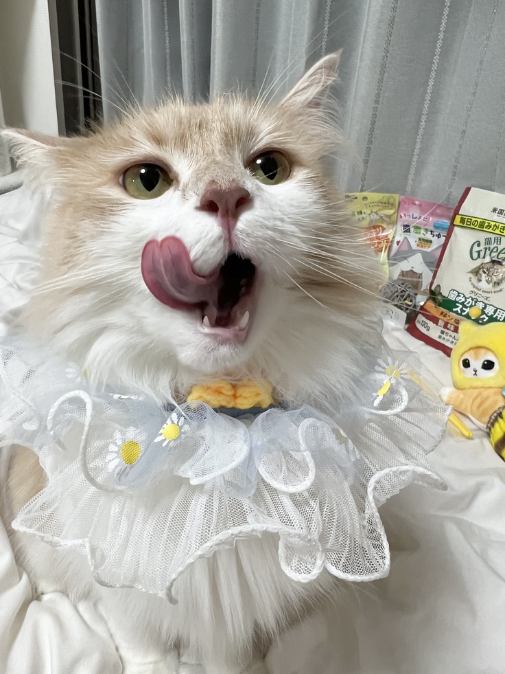 誕生日の日のシェリー