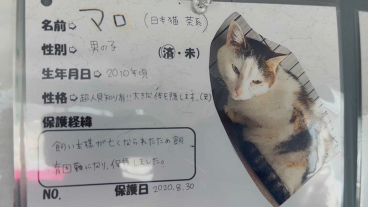 飼い主が亡くなって、三年が経つマロ 人に愛され、捨てられたシニア猫