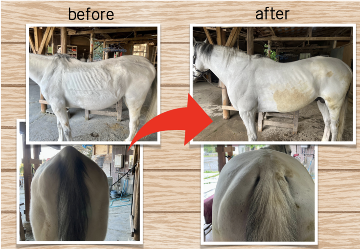 エサの量や種類を変えて体型がもどってきた馬