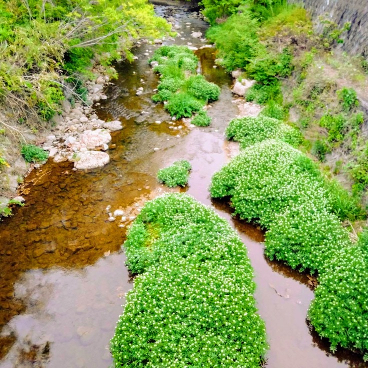 塩川　蛍の生息地