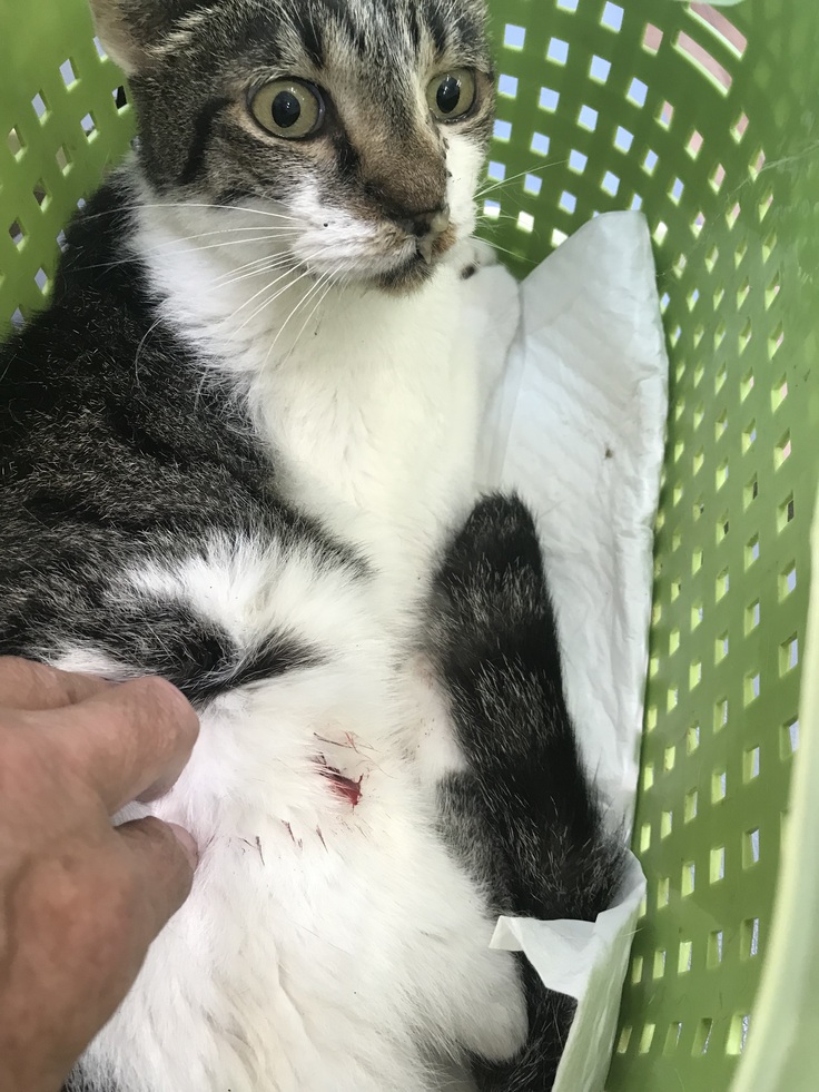 2022年８月１４日　動物病院へ