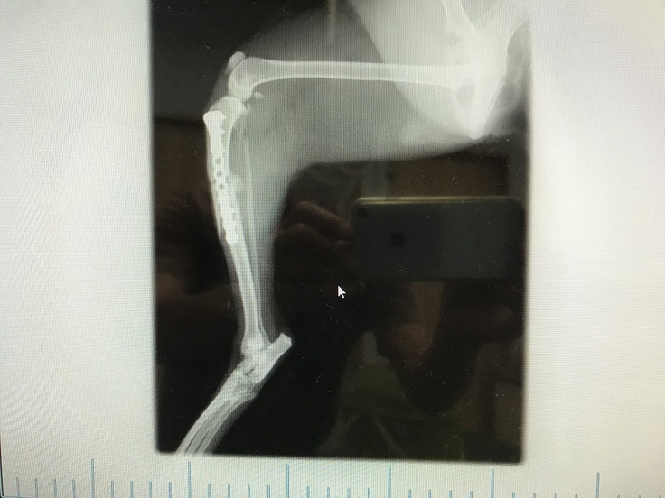 2022年８月20日　手術