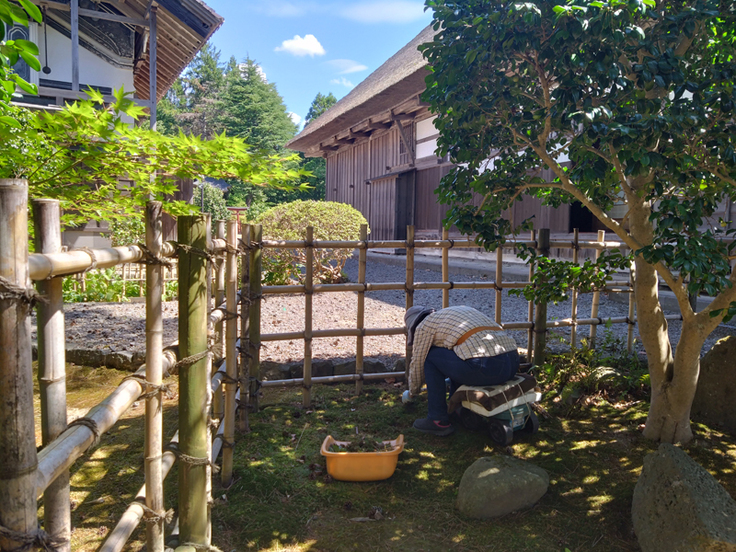 苔庭の草取り（苔の中に生えている小さな草を抜き取る）