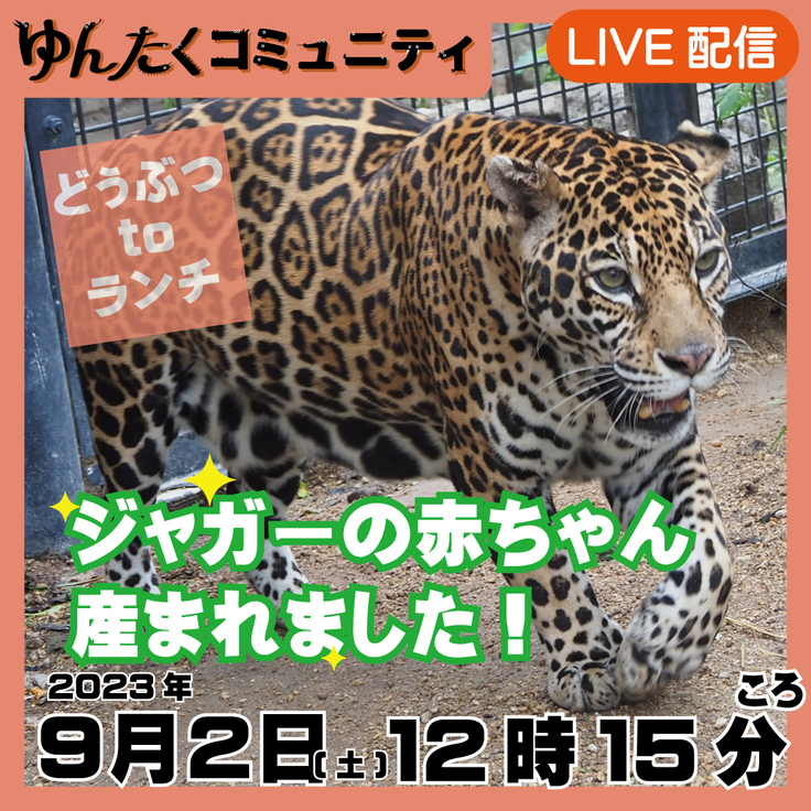 ゆんたくコミュニティ限定ライブ配信どうぶつtoランチ【ジャガーの