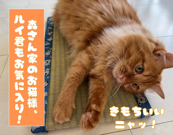 お猫様専用ミニ畳】が岸田総理にも贈呈されました！ 熊本県産い草【お