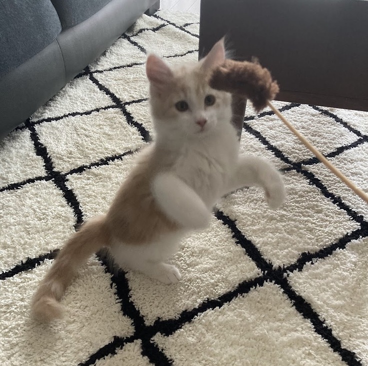 我が家に来た当初のルイ