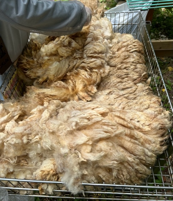 ドイツの森の羊毛を仕分けしている様子