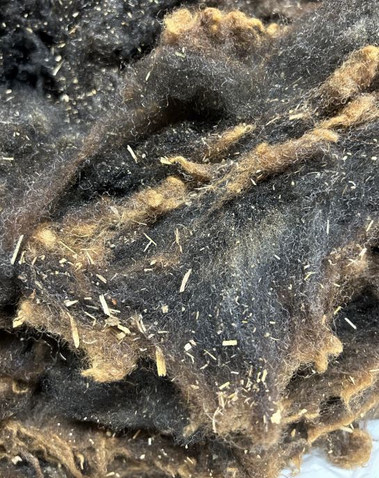 藁ごみなどが混入している羊毛