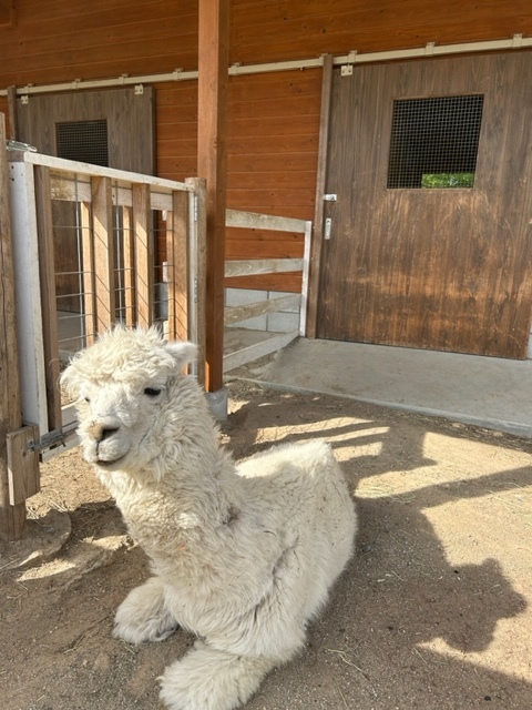 アルパカ