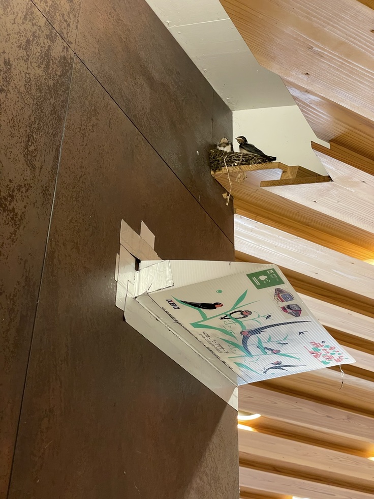 京王線高尾山口駅のツバメ