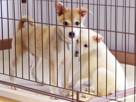 広島県の新しい動物愛護センターに保護されていた子犬