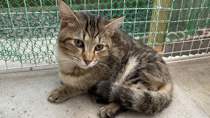 FIP闘病中、足負傷中のレオンくん