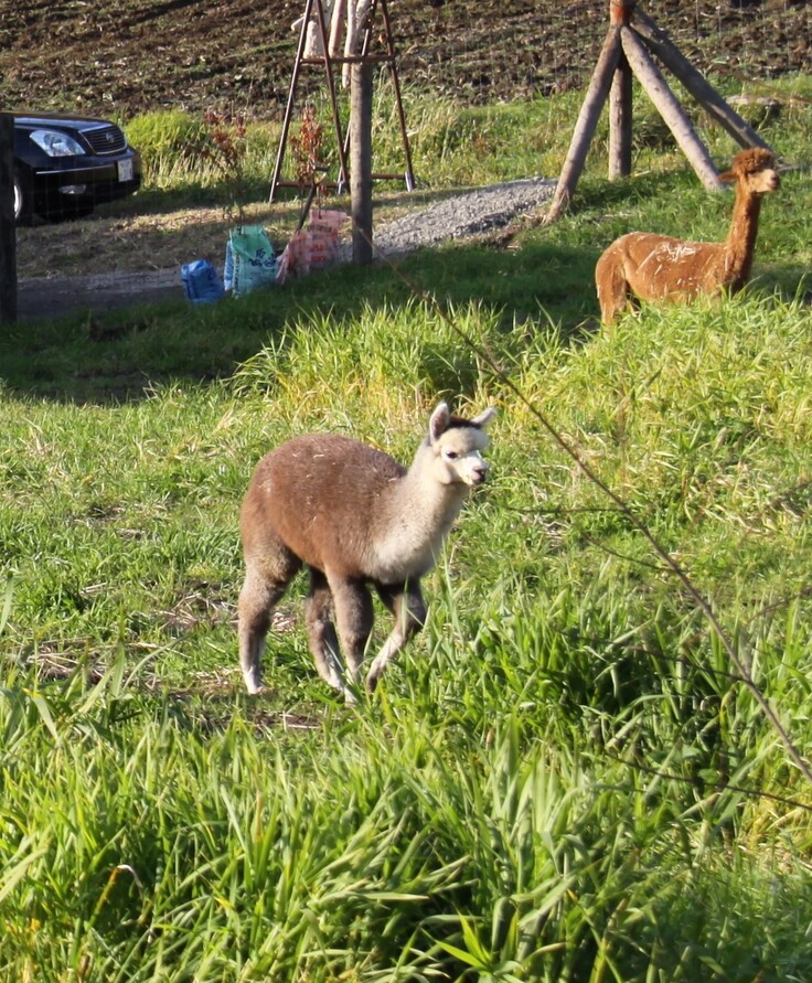 オープン時のパルさん