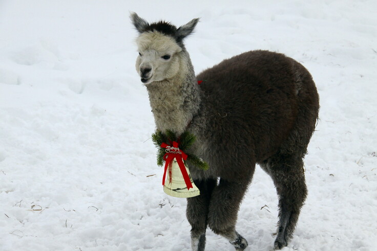 2009年クリスマス