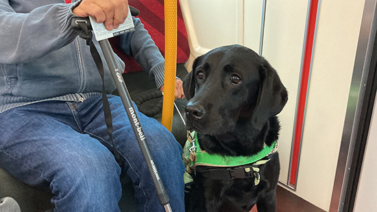 介助犬が鍵を拾う動作
