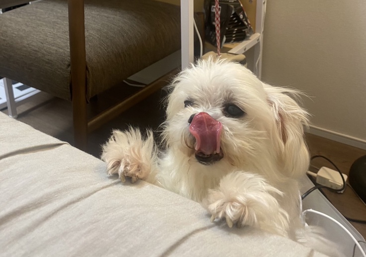 萌萌えを応援してください