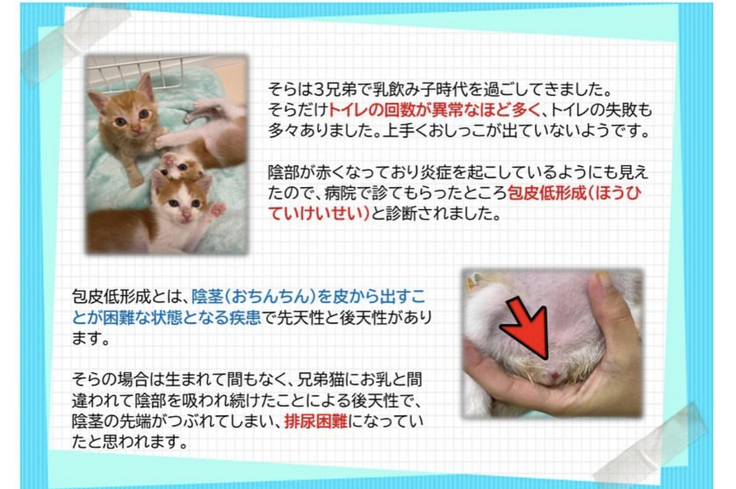 腹壁尿道ろう術の話 FIPを発症した保護猫そらくんを助けたい（非営利